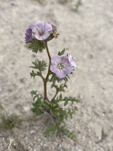 Death Valley phacelia (Phacelia vallis-mortae)
