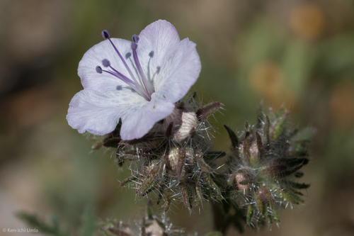 Death Valley phacelia (Phacelia vallis-mortae)