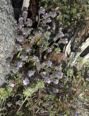Death Valley phacelia (Phacelia vallis-mortae)