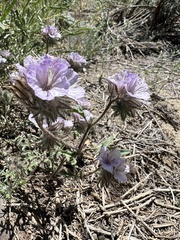 Death Valley phacelia (Phacelia vallis-mortae)
