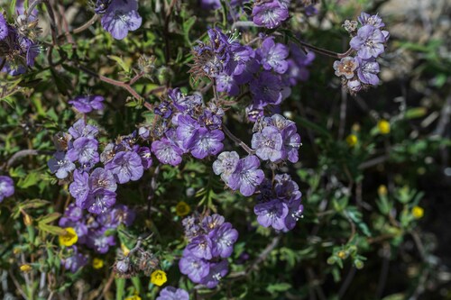 Death Valley phacelia (Phacelia vallis-mortae)