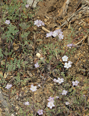 Death Valley phacelia (Phacelia vallis-mortae)