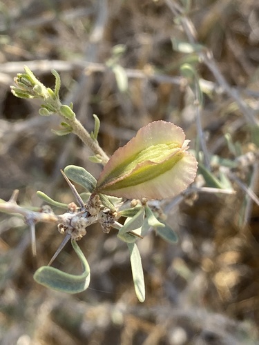 Phaeoptilum spinosum (Phaeoptilum spinosum)