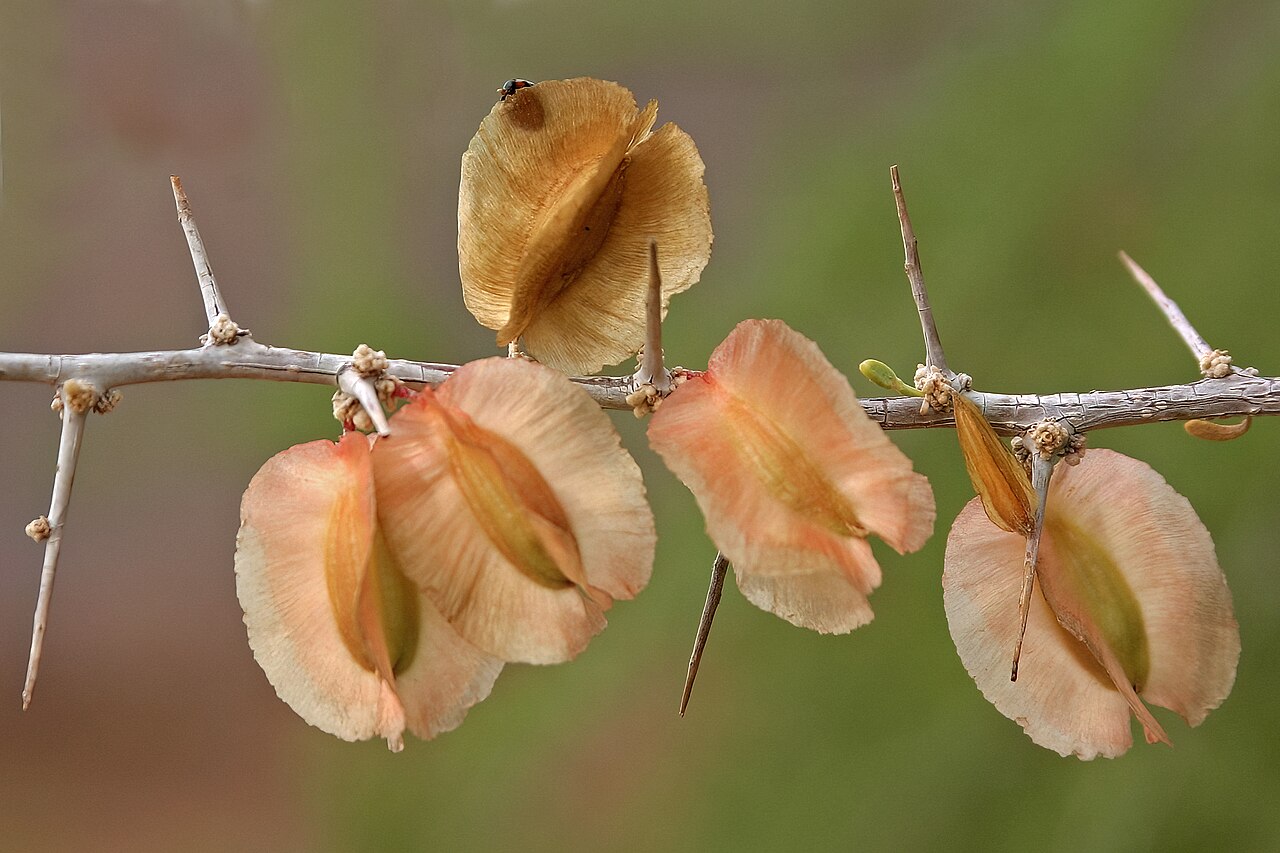 Phaeoptilum spinosum: Phaeoptilum spinosum , fruit; vicinity of Otjinhungwa, near Kunene River, Kaokoveld, Kunene Region Namibia