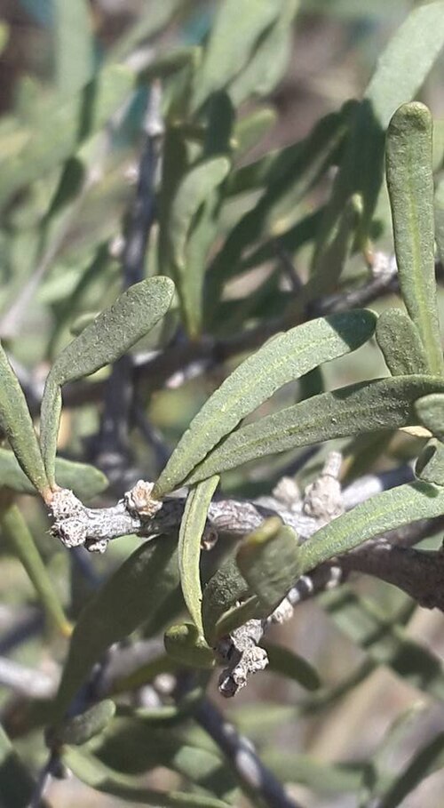 Phaeoptilum spinosum: Phaeoptilum spinosum Radlk. - Kalahari dunes, Southern Africa
