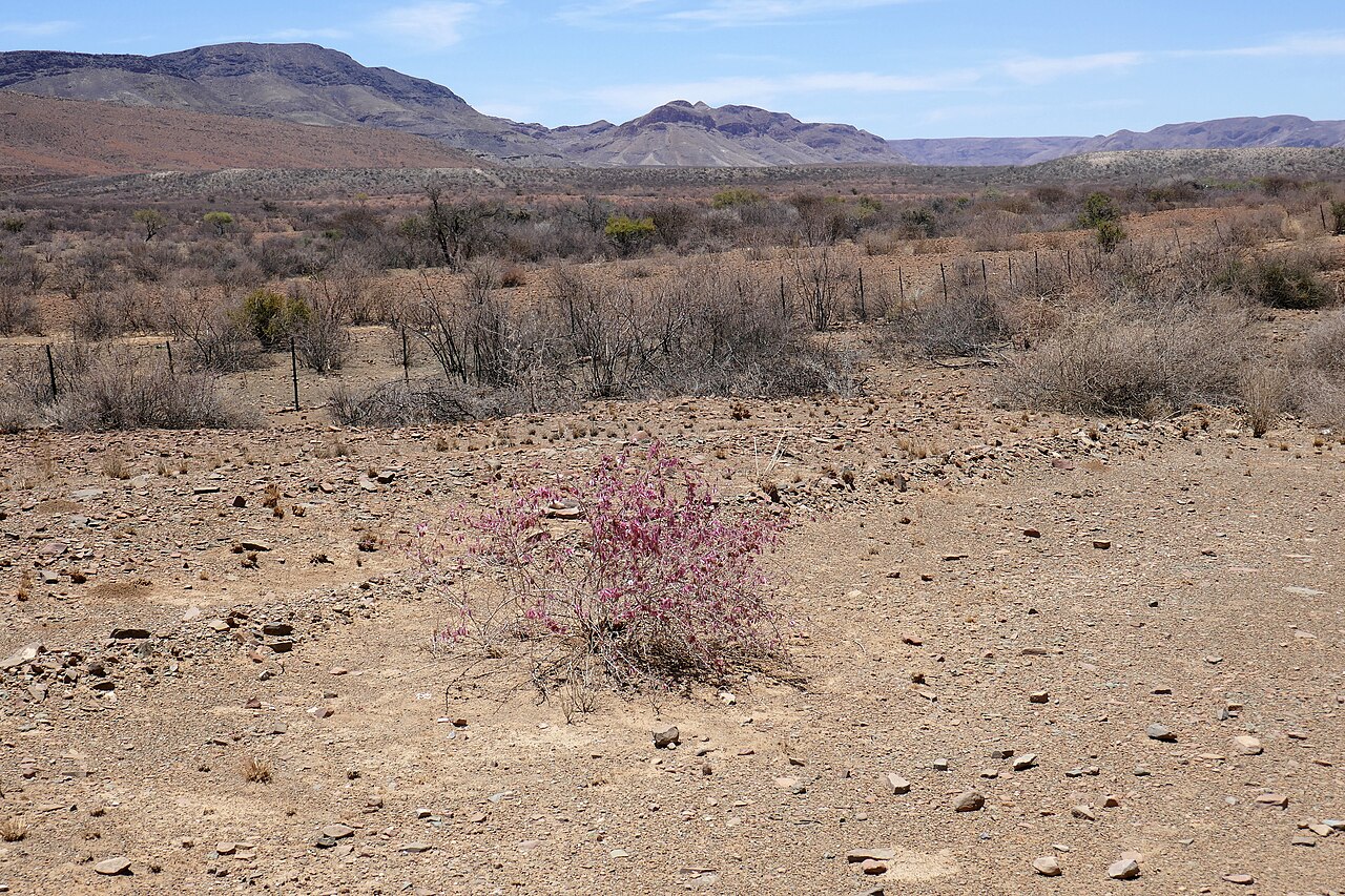 Phaeoptilum spinosum: Phaeoptilum spinosum dans les monts Naukluft (Namibie).
