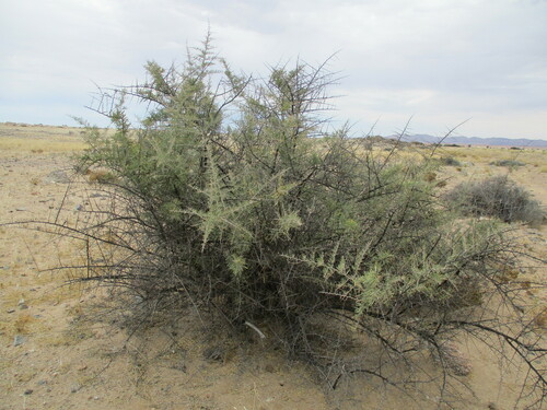 Phaeoptilum spinosum (Phaeoptilum spinosum)