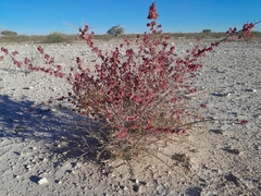 Phaeoptilum spinosum (Phaeoptilum spinosum)