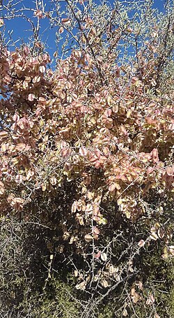 Phaeoptilum spinosum: Phaeoptilum spinosum Radlk. - Kalahari dunes, Southern Africa
