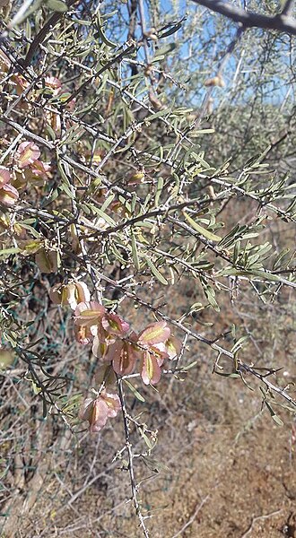 Phaeoptilum spinosum: Phaeoptilum spinosum Radlk. - Kalahari dunes, Southern Africa