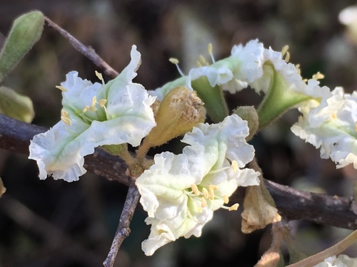 Phaeoptilum spinosum (Phaeoptilum spinosum)