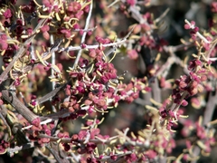 Phaeoptilum spinosum (Phaeoptilum spinosum)