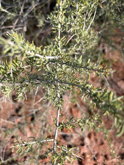 Phaeoptilum spinosum (Phaeoptilum spinosum)
