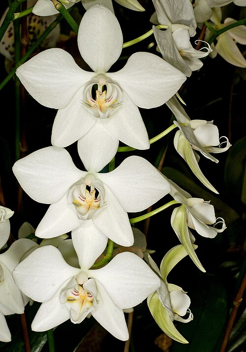 Phalaenopsis aphrodite: Phalaenopsis aphrodite