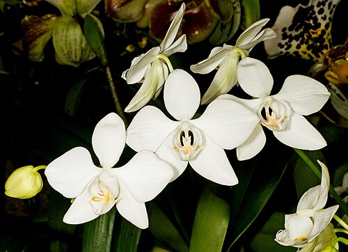 Phalaenopsis aphrodite: Phalaenopsis aphrodite