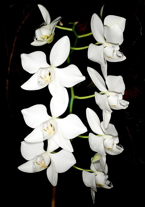 Phalaenopsis aphrodite: Phalaenopsis aphrodite