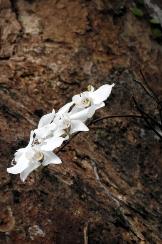 Phalaenopsis aphrodite (Phalaenopsis aphrodite)