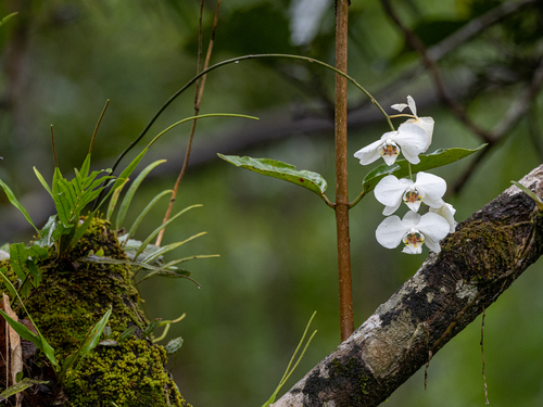 Phalaenopsis aphrodite (Phalaenopsis aphrodite)