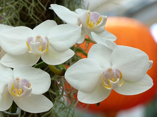 Phalaenopsis aphrodite: Cultivated, Missouri Botanical Garden Orchid Show, St. Louis, Missouri, USA