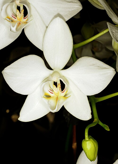Phalaenopsis aphrodite: Phalaenopsis aphrodite