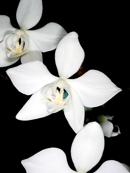Phalaenopsis aphrodite: Phalaenopsis aphrodite