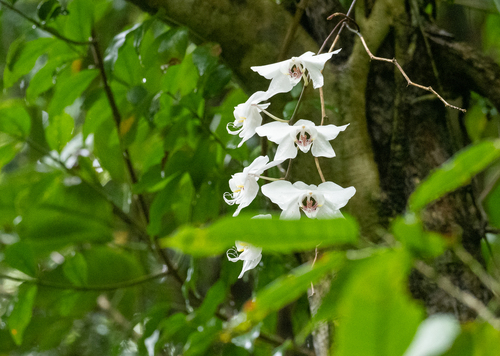 Phalaenopsis aphrodite (Phalaenopsis aphrodite)