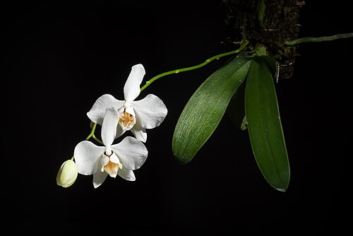 Phalaenopsis aphrodite: SUBGENUS Phalaenopsis SECTION Phalaenopsis Benth 1883 Epiphyte Distribution: S. Taiwan to Philippines (38 TAI 42 PHI) Homotypic Synonyms: Phalaenopsis amabilis 