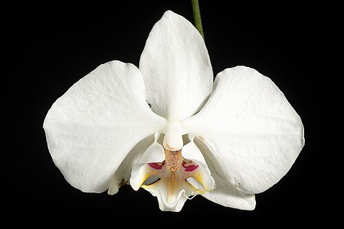 Phalaenopsis aphrodite: SUBGENUS Phalaenopsis SECTION Phalaenopsis Benth 1883 Distribution: S. Taiwan to Philippines (38 TAI 42 PHI) Lifeform: Epiphyte Homotypic synonyms Phalaenopsis 