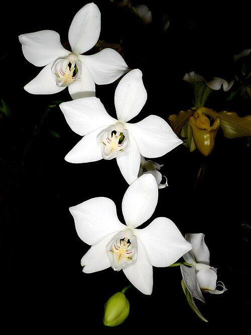 Phalaenopsis aphrodite: Phalaenopsis aphrodite