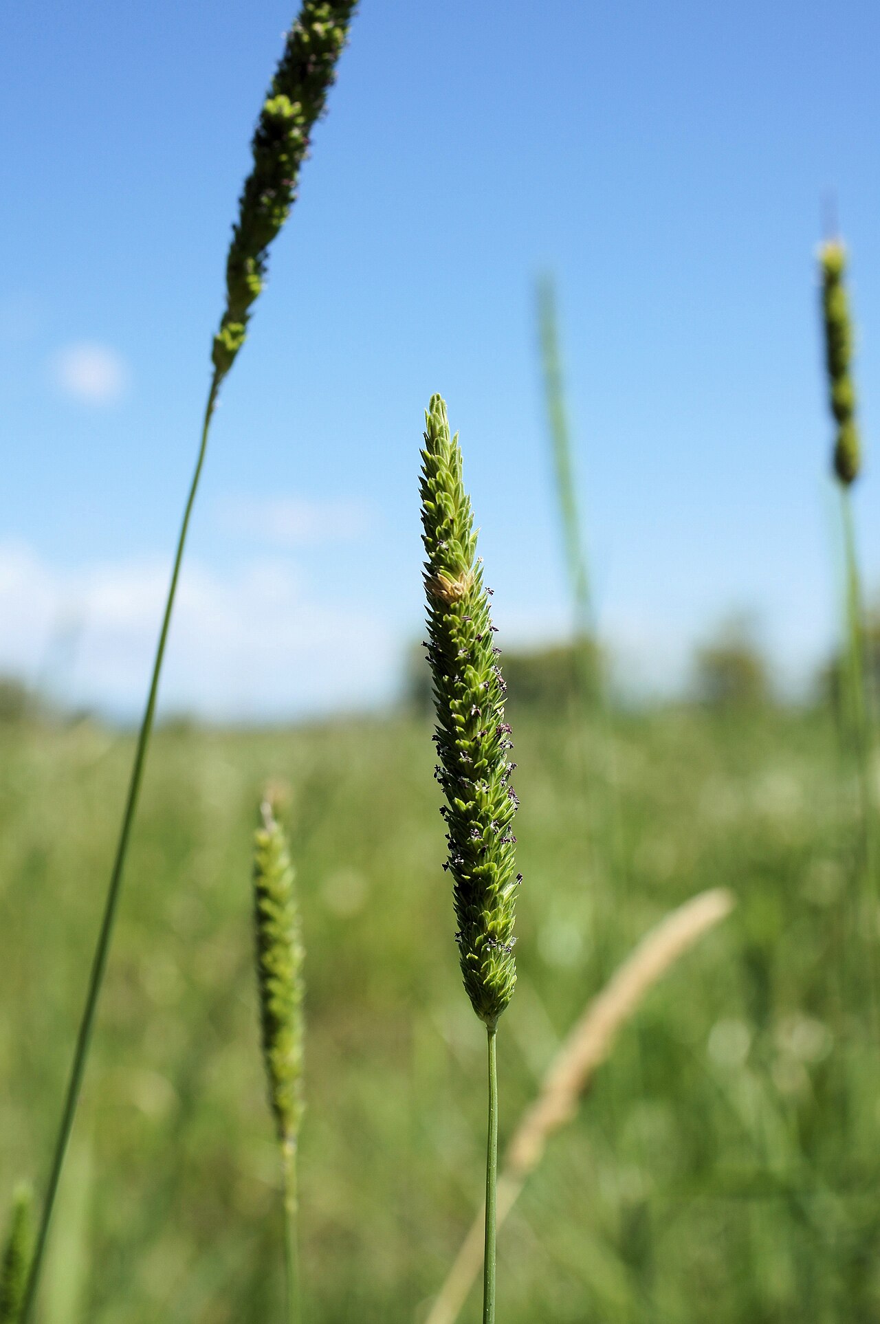 Timothy canarygrass: Flowerheads are dense, narrow, cylindrical panicles (2.5-12 cm long) that often only partly emerge from the sheath.