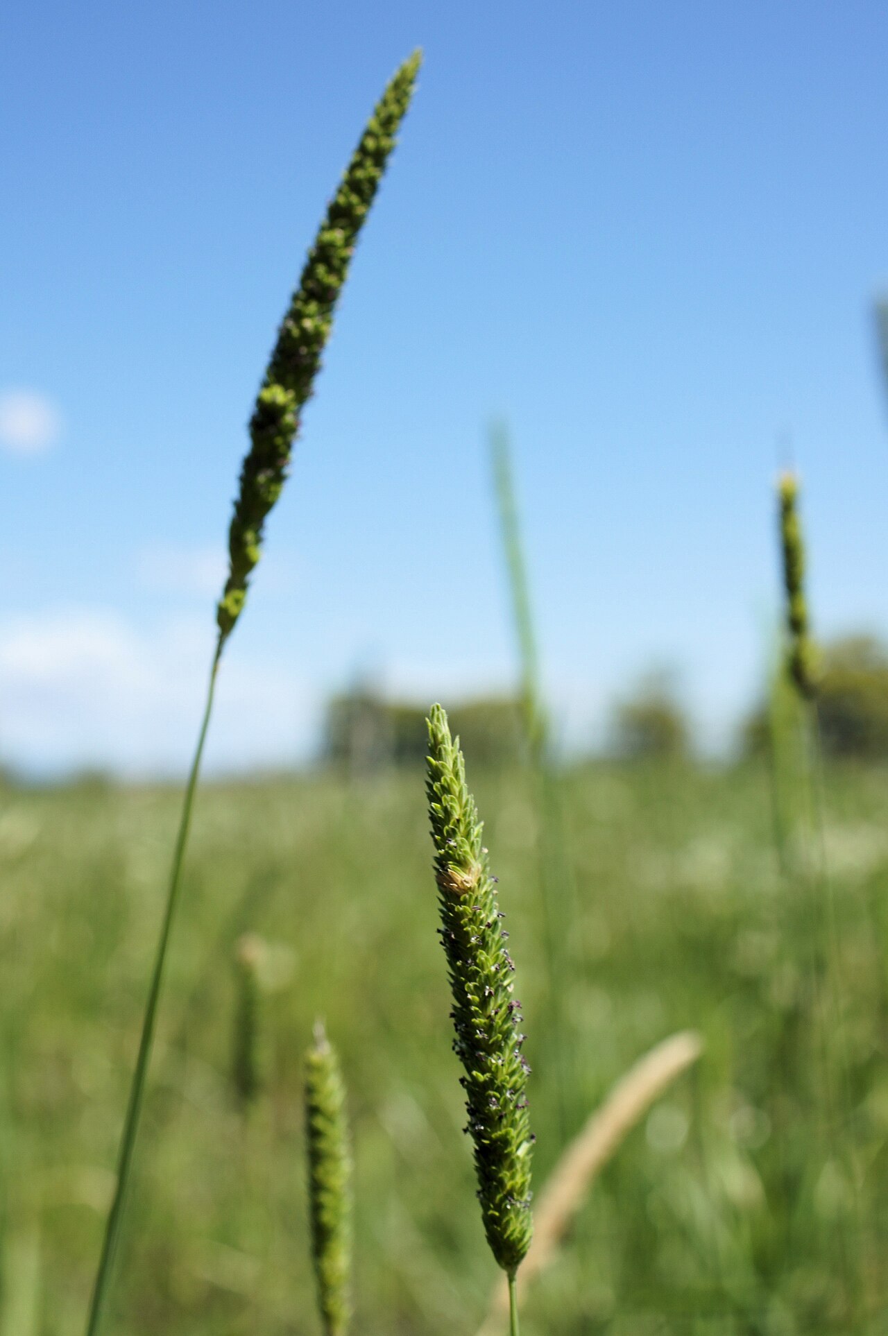 Timothy canarygrass: Flowerheads are dense, narrow, cylindrical panicles (2.5-12 cm long) that often only partly emerge from the sheath.