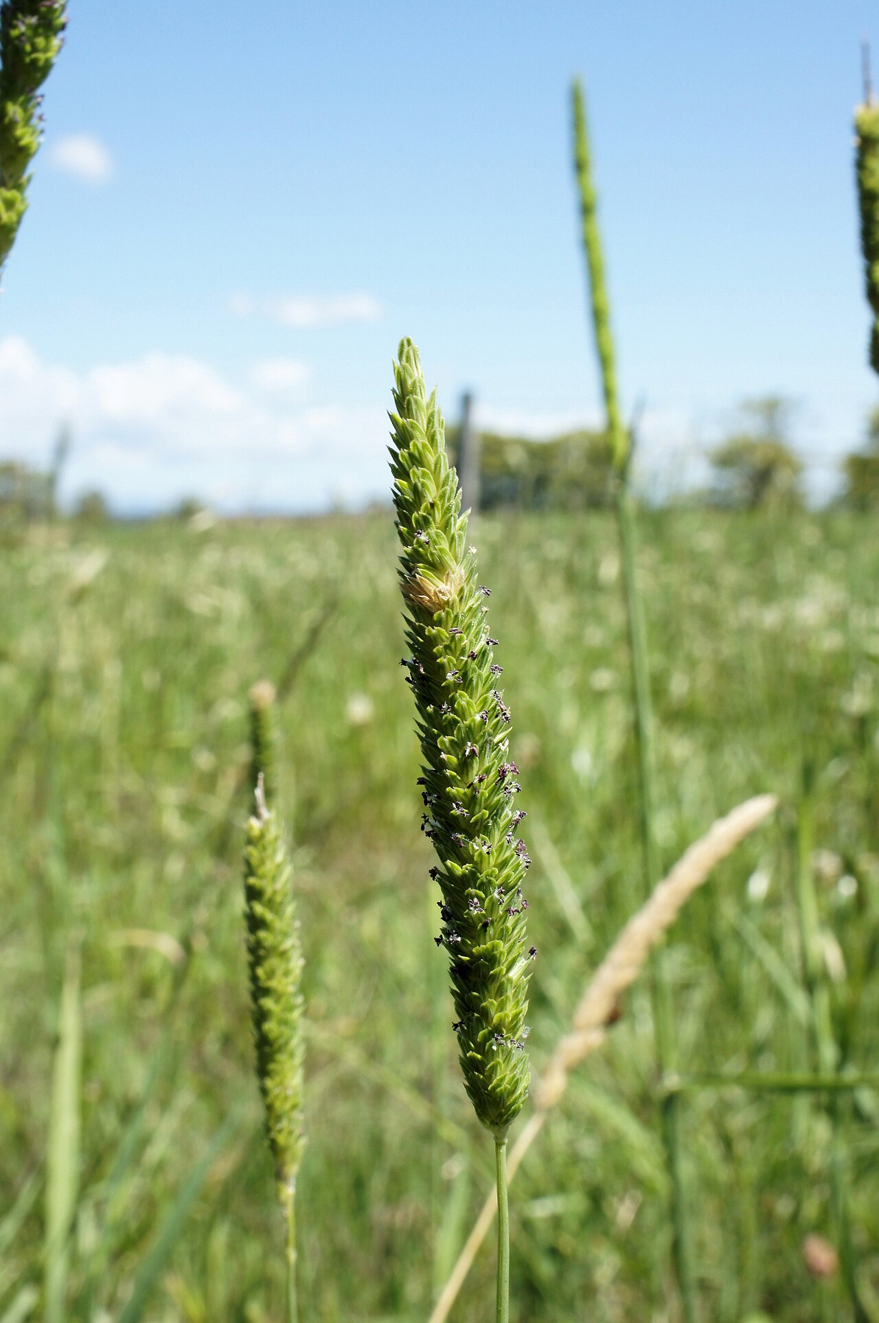 Timothy canarygrass: Flowerheads are dense, narrow, cylindrical panicles (2.5-12 cm long) that often only partly emerge from the sheath.