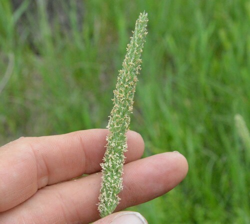 Timothy canarygrass (Phalaris angusta)