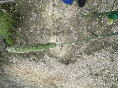 Timothy canarygrass (Phalaris angusta)