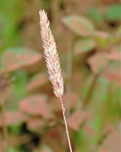 Timothy canarygrass (Phalaris angusta)