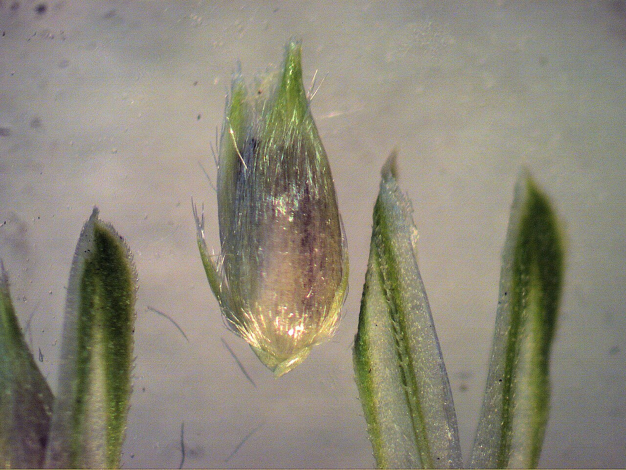 Timothy canarygrass: Spikelets have 2 small, equal-sized, sterile florets at the base of a larger, hairy, fertile floret.