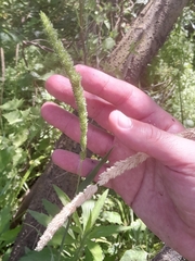 Timothy canarygrass (Phalaris angusta)