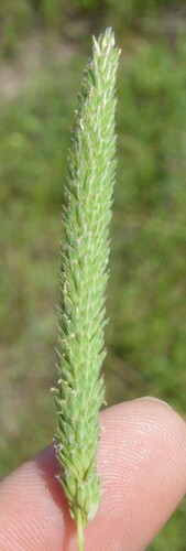 Timothy canarygrass (Phalaris angusta)