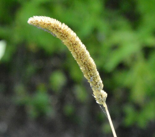 Timothy canarygrass (Phalaris angusta)