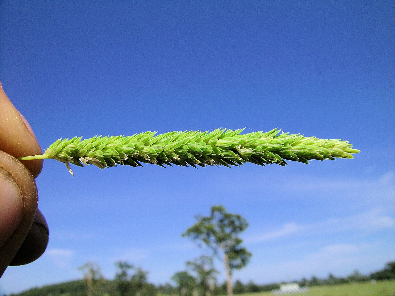 Timothy canarygrass: Flowerheads are dense, narrow, cylindrical panicles (2.5-12 cm long) that often only partly emerge from the sheath.