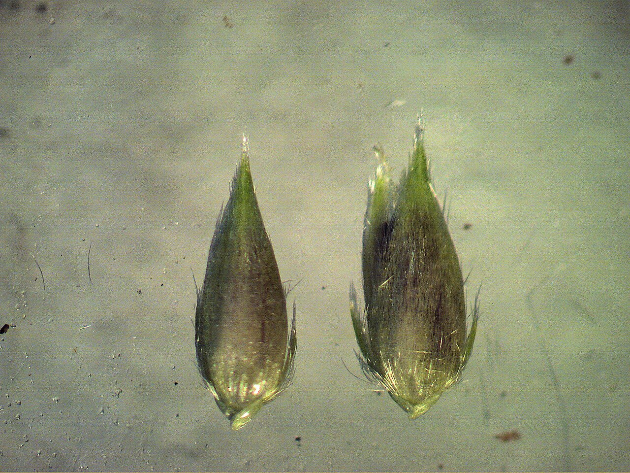 Timothy canarygrass: Spikelets have 2 small, equal-sized, sterile florets at the base of a larger, hairy, fertile floret.