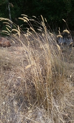 Bulbous canarygrass (Phalaris aquatica)