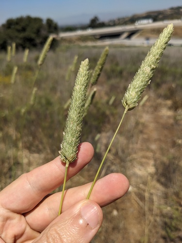 Bulbous canarygrass (Phalaris aquatica)