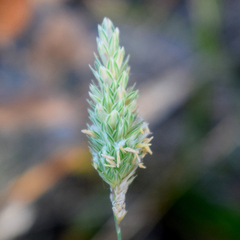 Bulbous canarygrass (Phalaris aquatica)