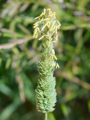 Bulbous canarygrass (Phalaris aquatica)