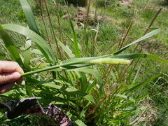 Bulbous canarygrass (Phalaris aquatica)