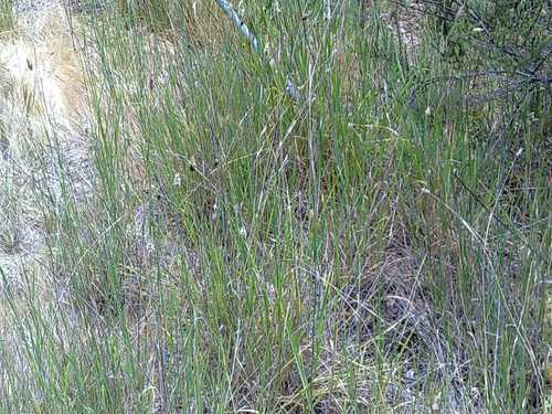 Bulbous canarygrass (Phalaris aquatica)