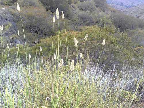 Bulbous canarygrass (Phalaris aquatica)