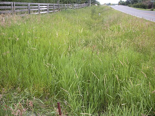 Reed canary grass: This rhizomatous species forms dense stands along riparian courses and is abundant throughout Montana in such settings.
