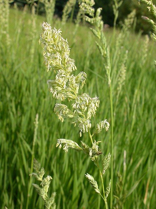 Reed canary grass: The inflorescence is narrow and contracted early and late in the year, but during mid summer flowering, the panicle branches spread and the spike opens.